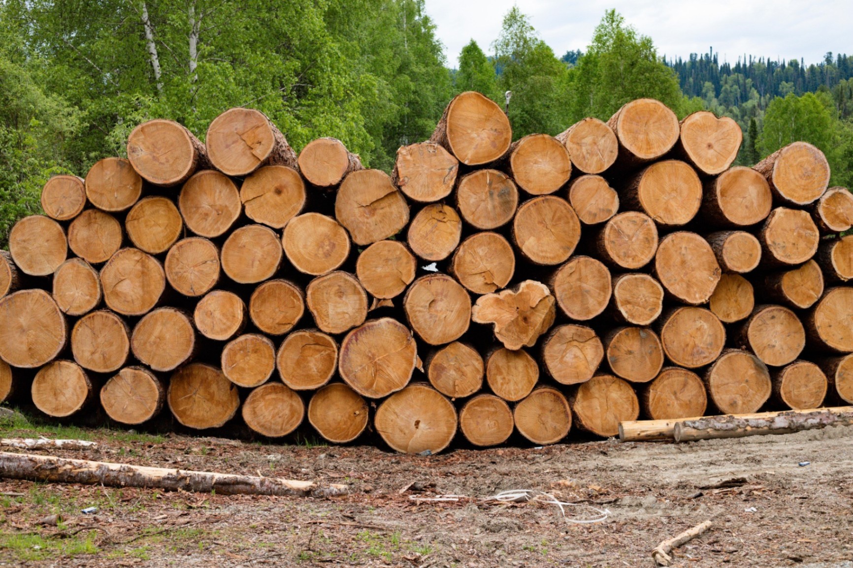 Bois de Cèdre débité en lames de bardage à la Scierie GRAS, Saint Beauzeil